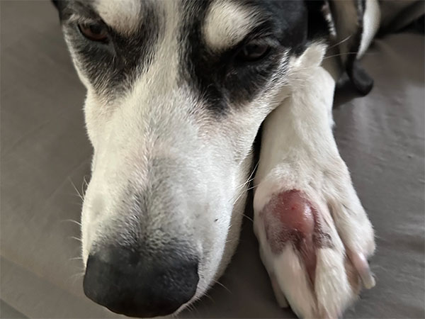 MCT on dog paw - pre Stelfonta treatment
