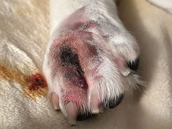 MCT on dog paw - Day 1 after Stelfonta treatment
