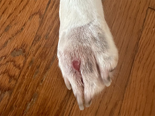 MCT on dog paw - Day 12 after Stelfonta treatment