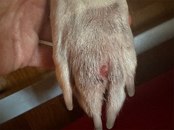 MCT on dog paw - Day 14 after Stelfonta treatment
