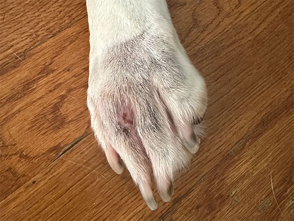 MCT on dog paw - Day 17 after Stelfonta treatment
