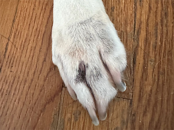 MCT on dog paw - Day 25 after Stelfonta treatment