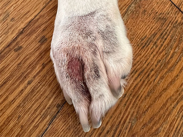 MCT on dog paw - Day 3 after Stelfonta treatment