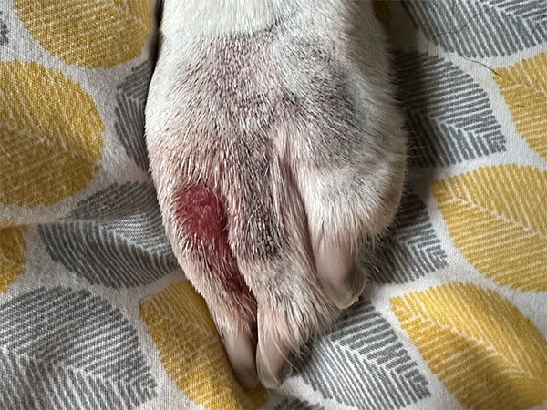 MCT on dog paw - Day 5 after Stelfonta treatment