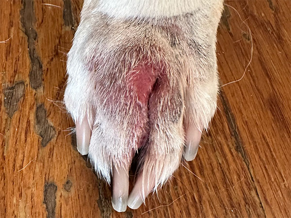 MCT on dog paw - Day 7 after Stelfonta treatment