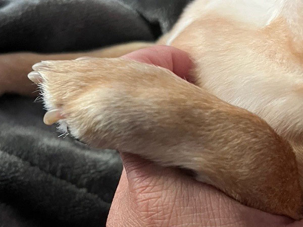 Dog with tumor on paw - increase in mass volume
