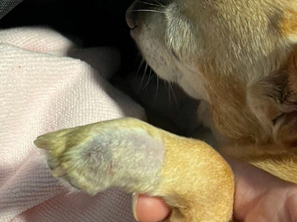 Dog with tumor on paw - Treating with Stelfonta