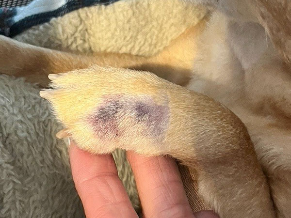 Dog with tumor on paw - 4hrs post Stelfonta injection