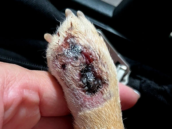 Dog with tumor on paw - Day 4 after Stelfonta injection