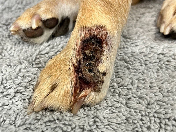 Dog with tumor on paw - Day 7 after Stelfonta injection