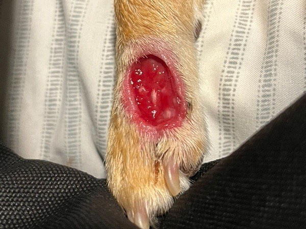 Dog with tumor on paw - Day 9 after Stelfonta injection
