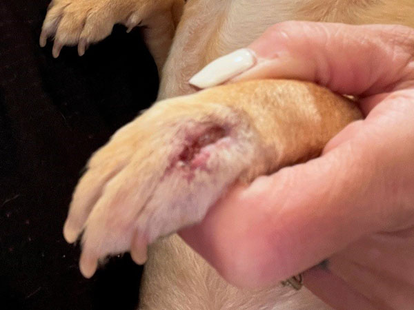 Dog with tumor on paw - Day 12 after Stelfonta injection