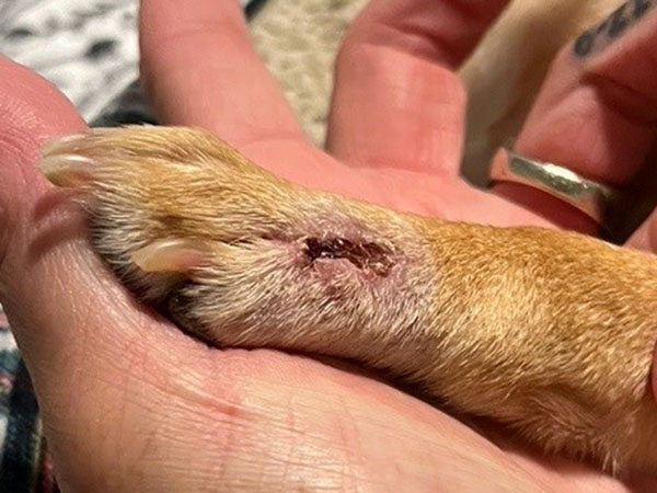 Dog with tumor on paw - Day 13 after Stelfonta injection