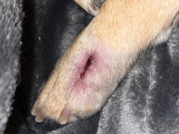 Dog with tumor on paw - Day 15 after Stelfonta injection