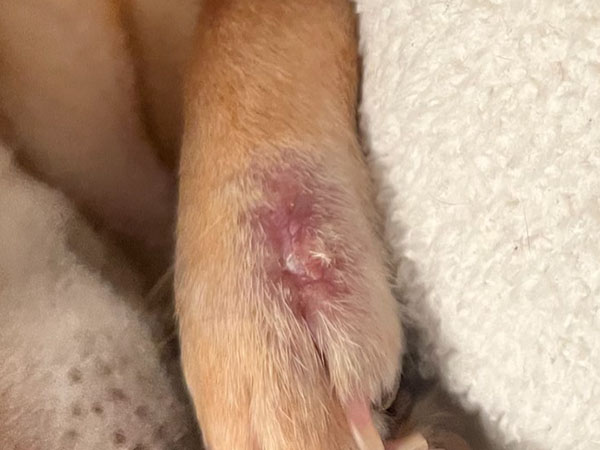 Dog with tumor on paw - Day 21 after Stelfonta injection