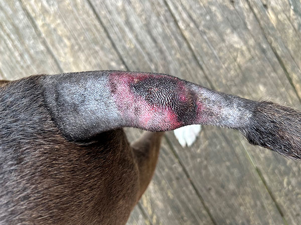 MCT on dog's tail. Day 2 after Stelfonta treatment