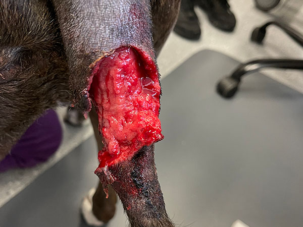 MCT on dog's tail. Day 7 after Stelfonta treatment