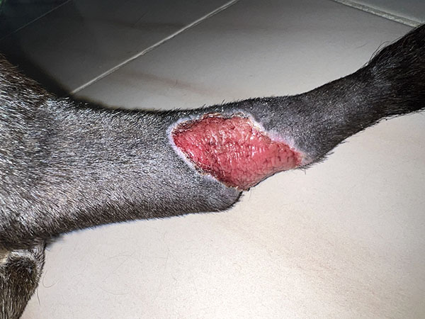 MCT on dog's tail. Day 19 after Stelfonta treatment
