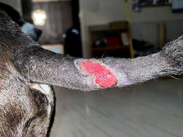MCT on dog's tail. Day 23 after Stelfonta treatment