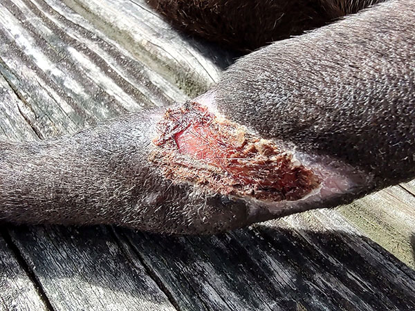 MCT on dog's tail. Day 29 after Stelfonta treatment