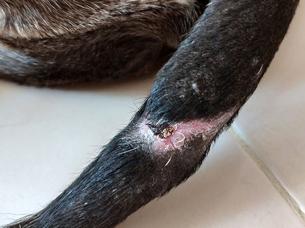 MCT on dog's tail. Day 44 after Stelfonta treatment
