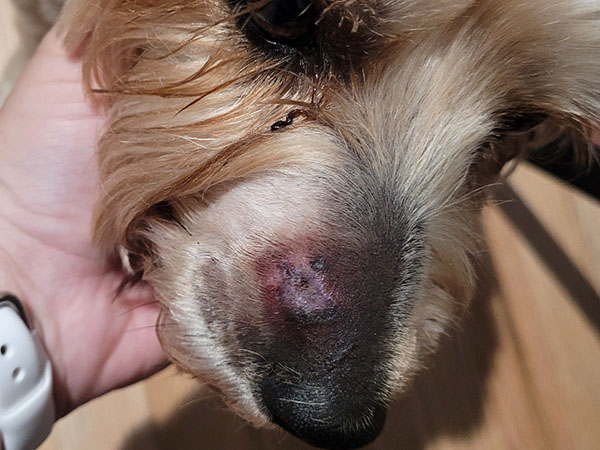 Yorkie Bichon - mast cell tumor treated with Stelfonta - Day 2