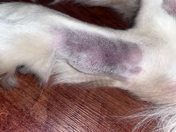 Golden Retriever with mast cell tumor, treated with Stelfonta. Day 1