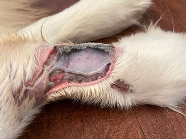 Golden Retriever with mast cell tumor, treated with Stelfonta. Day 5