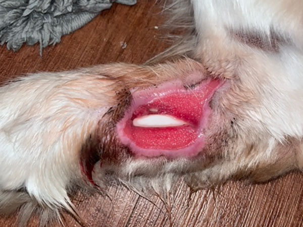 Golden Retriever with mast cell tumor, treated with Stelfonta. 5 Weeks