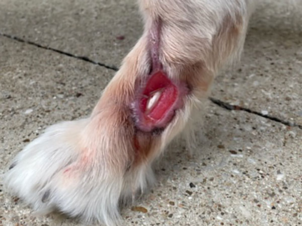 Golden Retriever with mast cell tumor, treated with Stelfonta. 6 Weeks