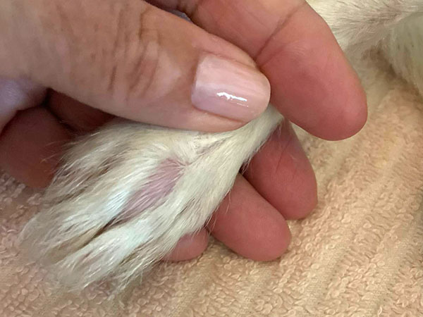 Dog with MCT on paw - Pre Stelfonta Treatment