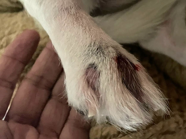 Dog with MCT on paw - 6 Hours after Stelfonta
