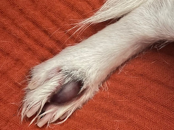 Dog with MCT on paw - Day 3 after Stelfonta treatment