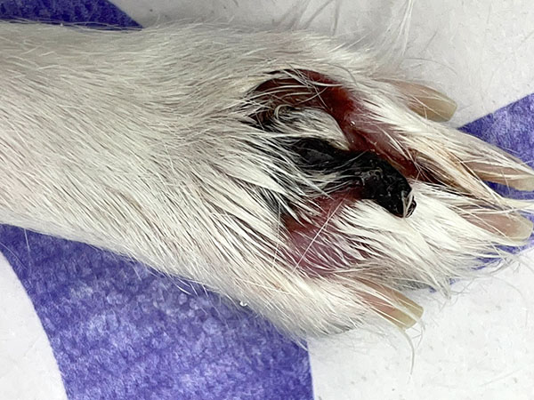 Dog with MCT on paw - Day 5 after Stelfonta treatment