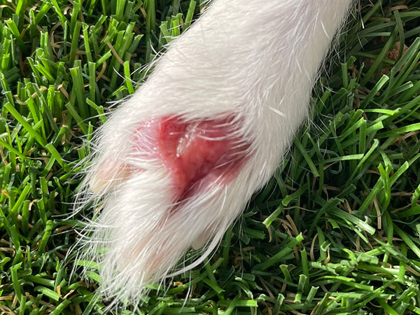 Dog with MCT on paw - Day 7 after Stelfonta treatment