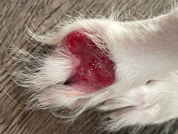 Dog with MCT on paw - Day 15 after Stelfonta treatment