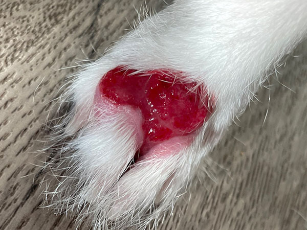 Dog with MCT on paw - Day 16 after Stelfonta treatment