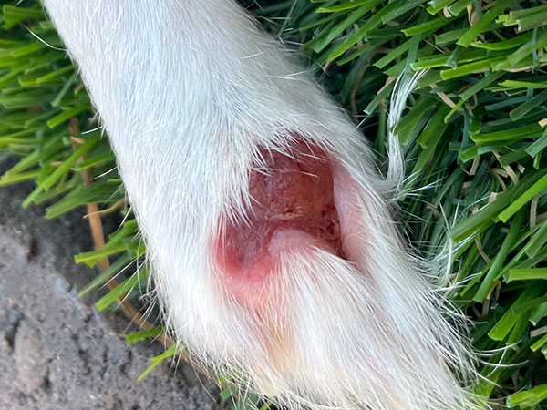 Dog with MCT on paw - Day 17 after Stelfonta treatment
