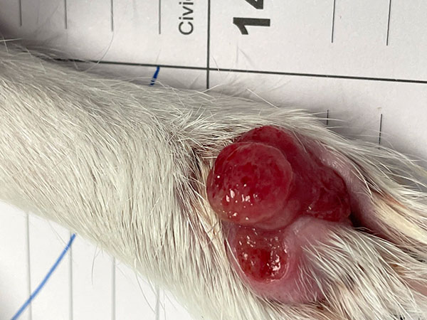 Dog with MCT - Day 22 after Stelfonta treatment