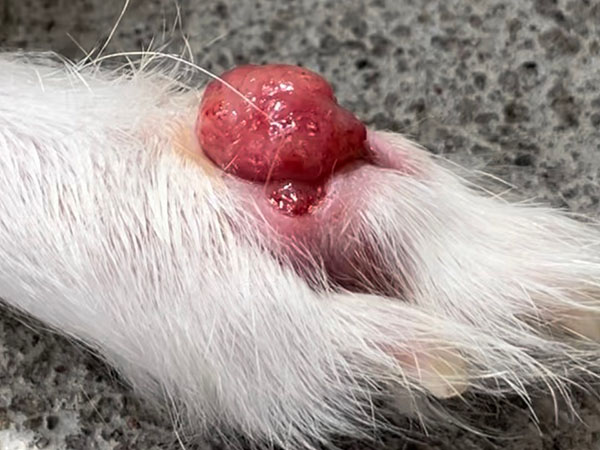 Dog with MCT - Day 30 after Stelfonta treatment
