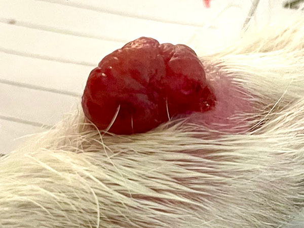 Dog with MCT - Day 31 after Stelfonta treatment