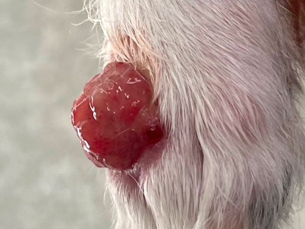 Dog with MCT - Day 35 after Stelfonta treatment