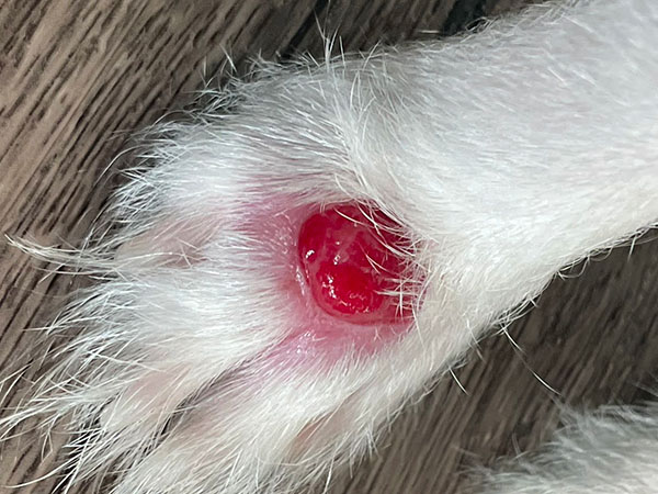 Dog with MCT - Day 45 after Stelfonta treatment