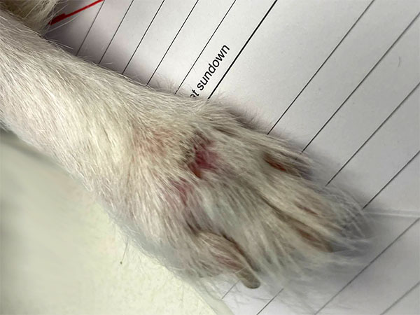 Dog with MCT - Day 71 after Stelfonta treatment