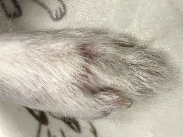 Dog with MCT - 4 months after Stelfonta treatment