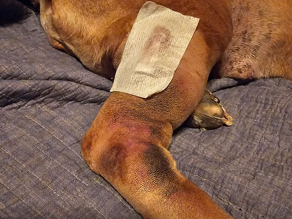 Dog with MCT - post Stelfonta injection - Day 1