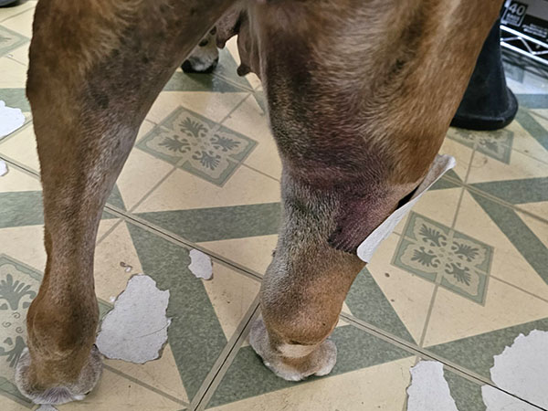 Dog with MCT - post Stelfonta injection - Day 3