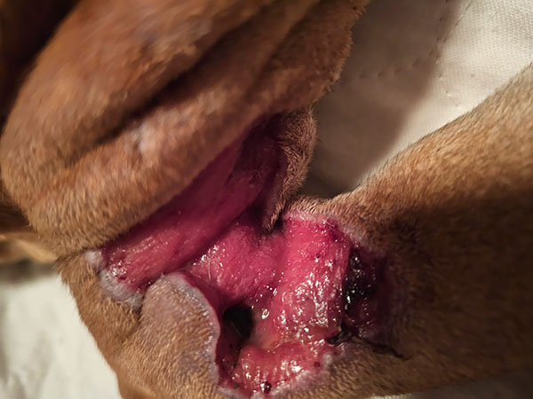 Dog with MCT - post Stelfonta injection - Day 16