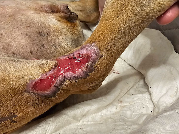 Dog with MCT - post Stelfonta injection - Day 37