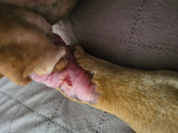 Dog with MCT - post Stelfonta injection - Day 60